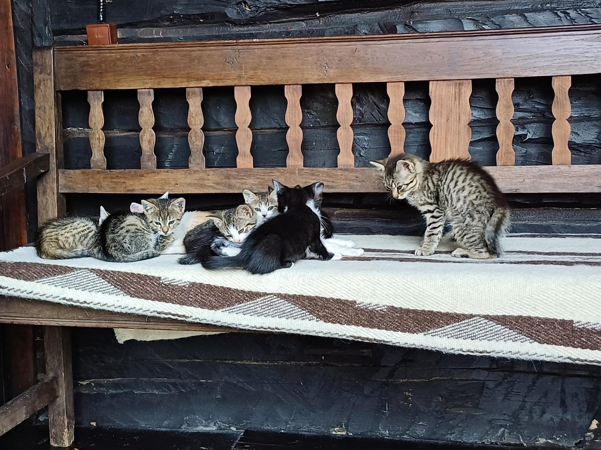 Casuta Din Valea Regilor Villa Gradistea de Munte Bagian luar foto